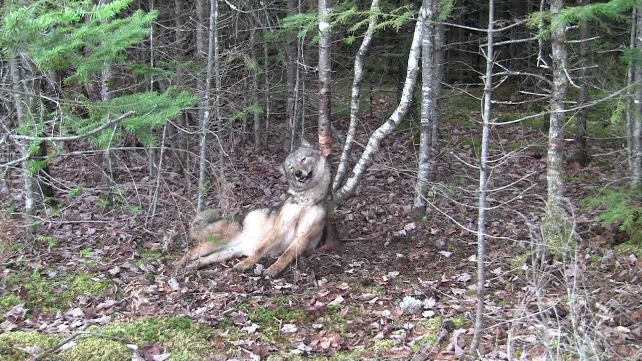 example of dog caught in a snare trap (not dogs mentioned in article.)