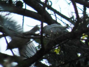 Two of the 2010 white bluebirds flying around as juveniles