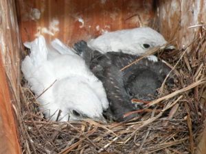 Two leucistic bluebirds from 2010