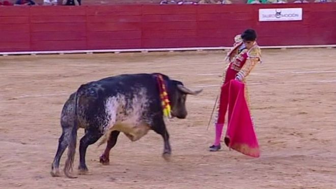 Bullfighting is Glorified, Barbaric Animal Cruelty – Why Does It Still ...
