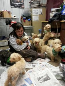 Dogs at Hillside that were rescued from a hoarder. Just several of the many dogs Hillside SPCA helps throughout the year!