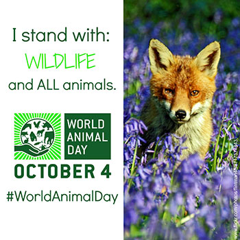 World Animal Day