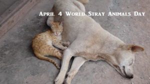 World Stray Animals Day — Animal Welfare Issues