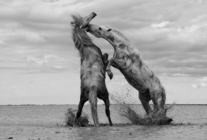 I Love Horses Day