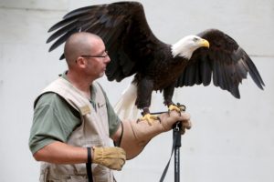 Eagle Day @ Hawk Mountain Sanctuary Association | Kempton | Pennsylvania | United States