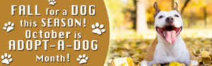 October is National Adopt a Dog Month!