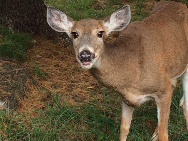 Deer Carnage on Pennsylvania Roads