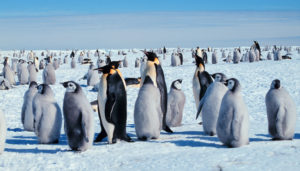 #National Penguin Awareness Day