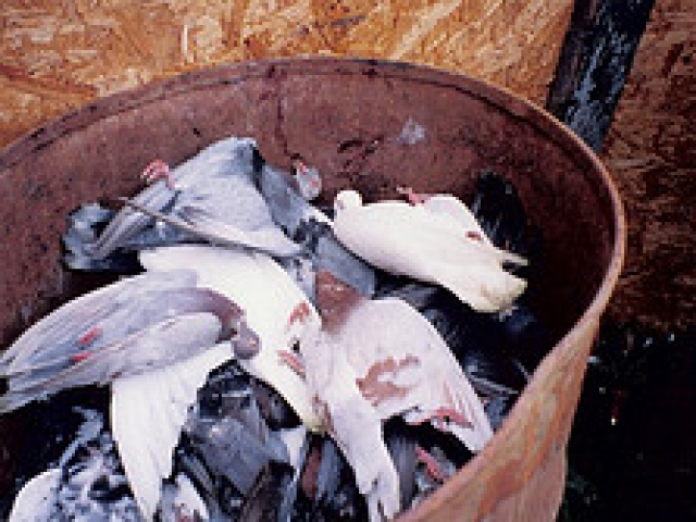 Governor Wolf and Authorities Refuse to Stop Live Pigeon Shoots Despite Too Many People Not Wearing Masks or Social Distancing