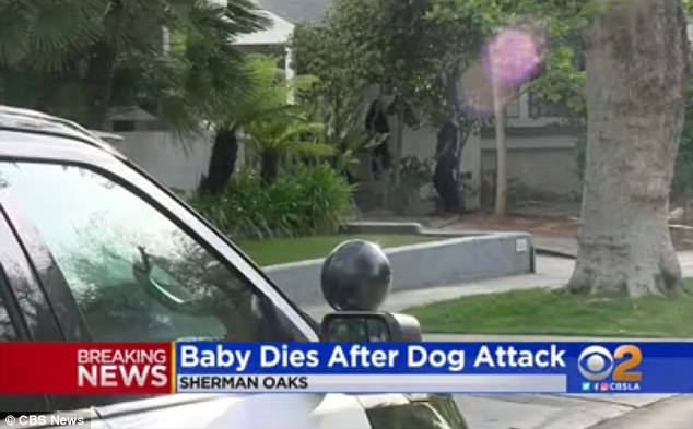 3-Month-Old Infant Dies of Fatal Injuries Caused by Family Dog (s ...