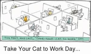#National Take your Cat to Work Day