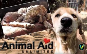 Tonight : Erika Abrams, Co-Founder of Animal Aid Unlimited India – skype  interview — Animal Welfare Issues