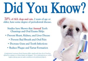 Pet Dental Month