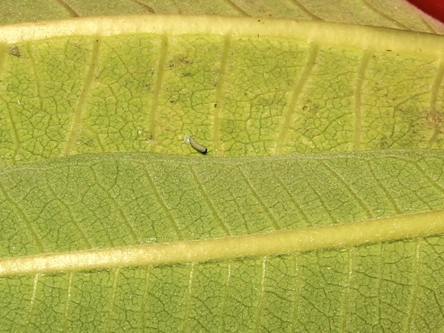 Miniscule Monarch Egg Hatches into Caterpillar
