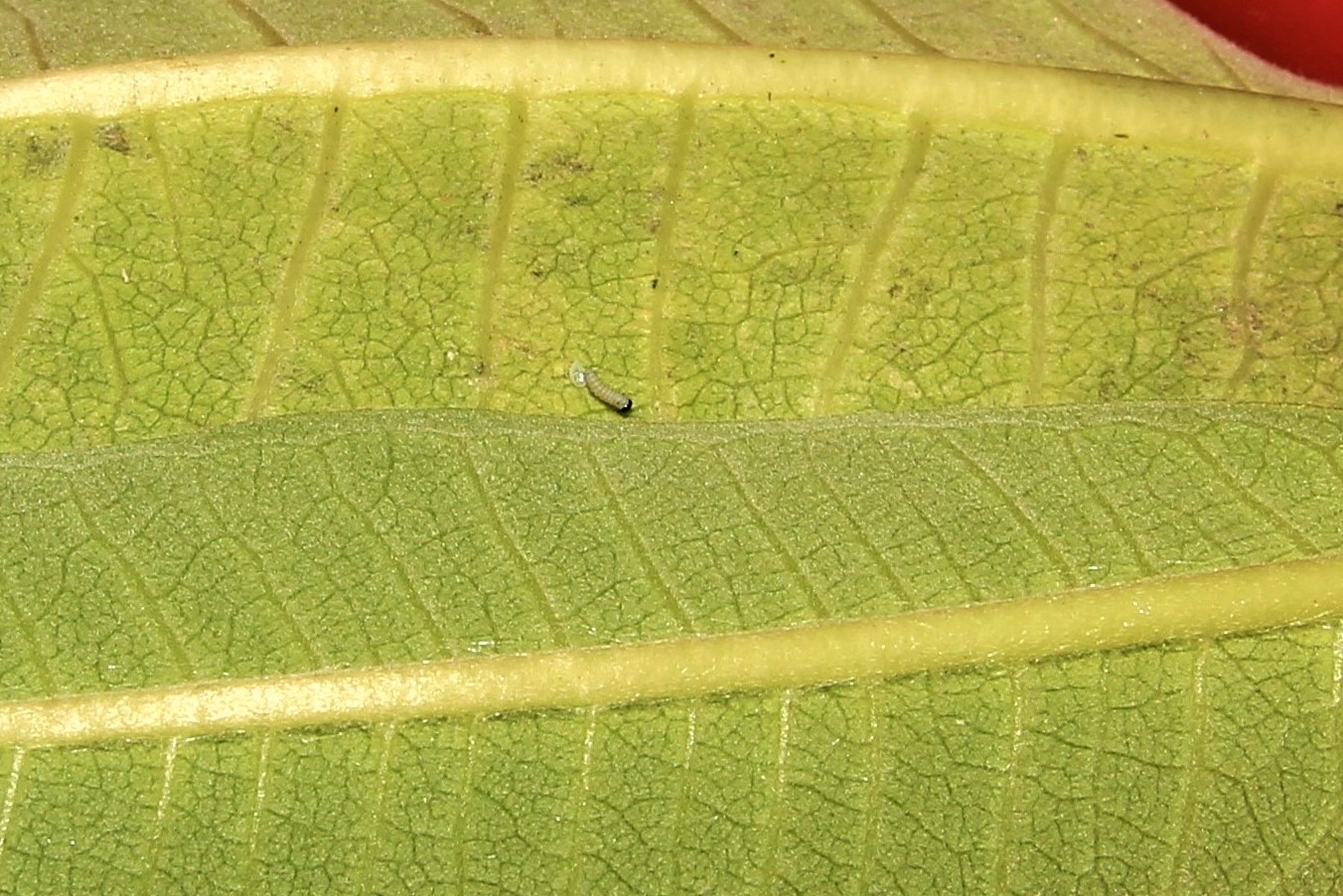 Miniscule Monarch Egg Hatches into Caterpillar