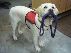 International Assistance Dog Week